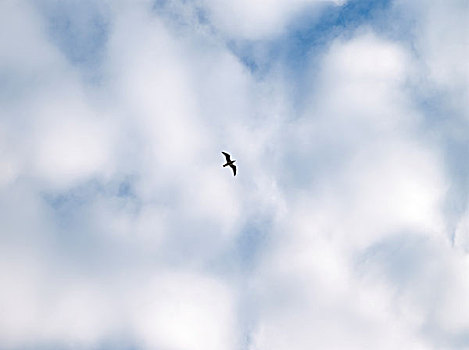 海鸥,剪影,蓝色,多云,天空,中心,图像