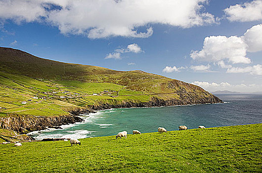 爱尔兰,丁格尔半岛,斯莱角,绵羊,放牧,土地