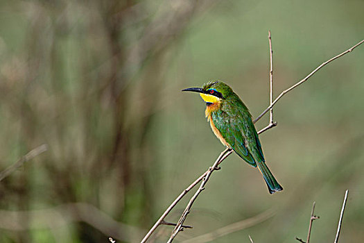 小,食蜂鸟,塞伦盖蒂国家公园,坦桑尼亚