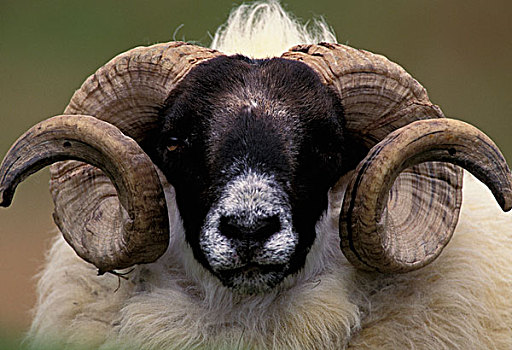 苏格兰,斯凯岛,绵羊,头像