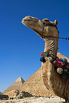 骆驼,正面,基奥普斯,大金字塔,远景,卡夫拉,吉萨金字塔,埃及