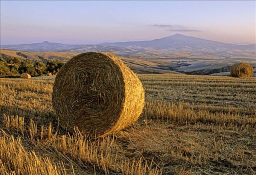 大捆,稻草,收获,小麦田,风景,日落,靠近,锡耶纳省,格罗塞托,托斯卡纳,意大利,欧洲