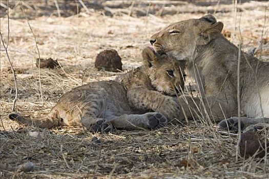 母狮,幼兽,狮子,莫瑞米,野生动植物保护区,博茨瓦纳,非洲