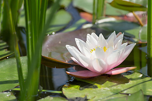 一个,白色,粉色,莲花,野外,水塘