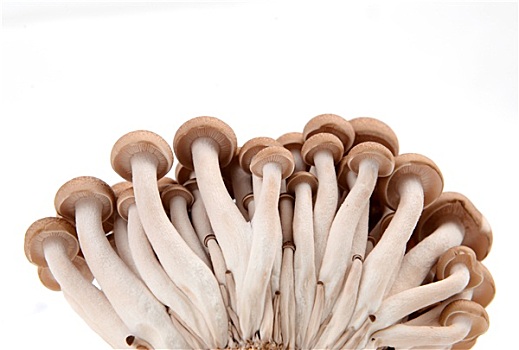 蘑菇,隔绝