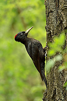 黑啄木鸟,雌性,树干,觅食,国家公园,匈牙利,欧洲