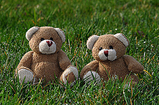 两个,泰迪熊,草,露珠