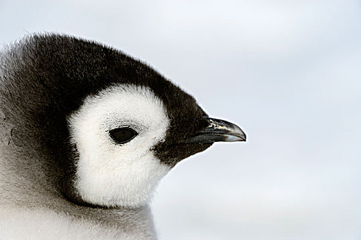 南极,威德尔海,雪丘岛,帝企鹅,肖像,幼禽