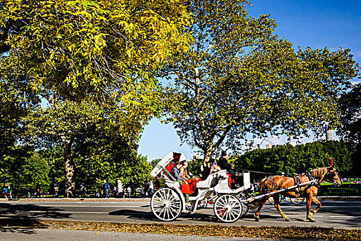 人,乘,马车,中央公园,曼哈顿,纽约,美国