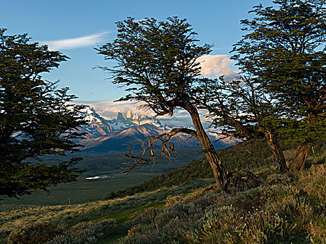 风景,树,山,背景,托雷德裴恩国家公园,巴塔哥尼亚,智利
