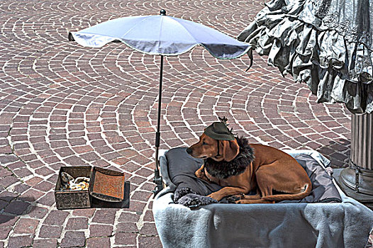 达克斯猎狗,戴着,帽子,毯子,遮阳伞,街道,狗,因斯布鲁克,提洛尔,奥地利