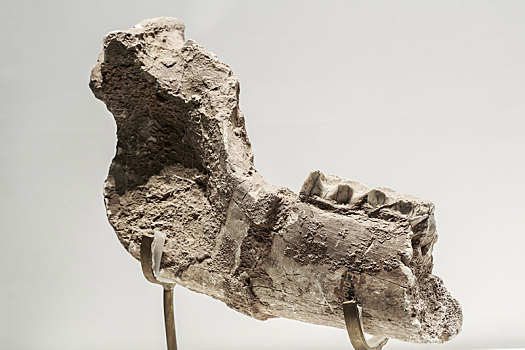 更新世古生物下颌骨化石,中国山东省淄博市齐文化博物馆馆藏