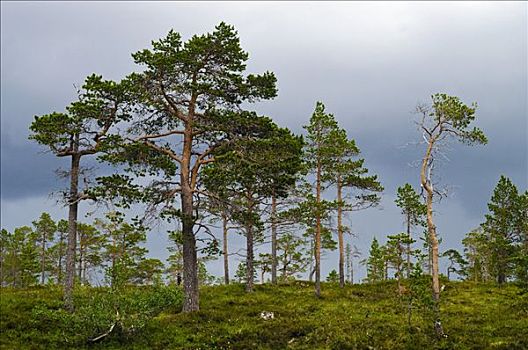 松树,针叶树,奥普兰,挪威