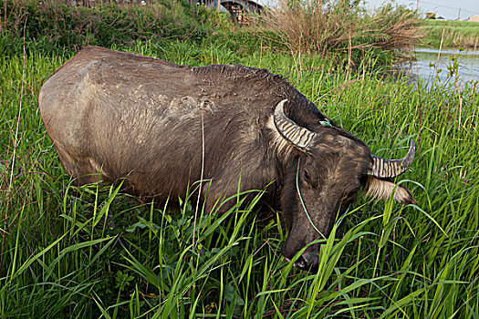 水牛,苏门答腊岛,印度尼西亚