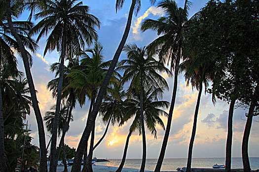 马尔代夫,岛屿,日落,棕榈树,海滩