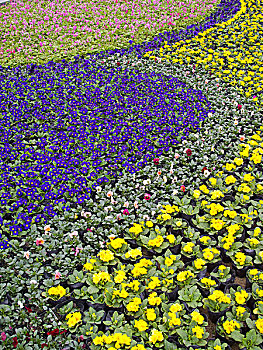 春节花展温江