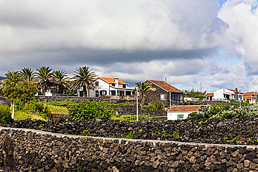 房子,地点,石墙,遮蔽,酿酒葡萄,岛屿,亚速尔群岛,葡萄牙
