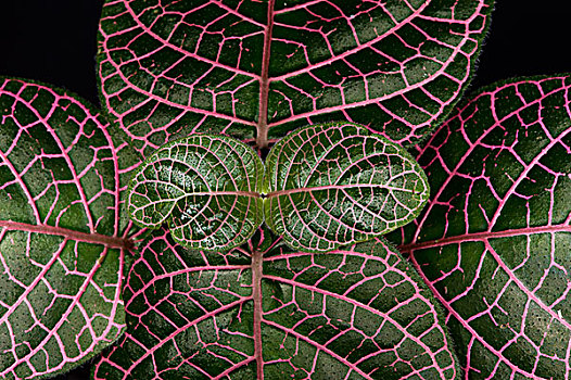 林下叶层,植物,国家公园,亚马逊雨林,厄瓜多尔,南美