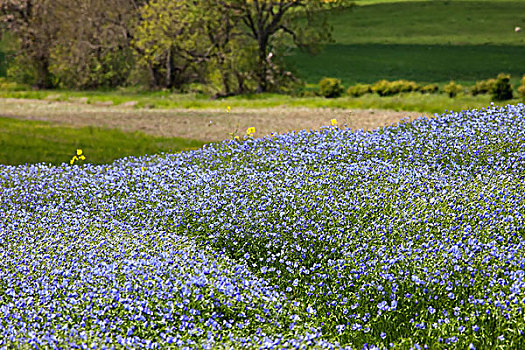 蓝色,野花,诺森伯兰郡,英格兰
