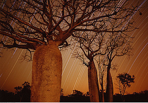 猴面包树,星迹,靠近,西澳大利亚,澳大利亚