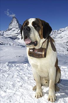 圣伯纳犬,狗,穿,桶,朗姆酒,瑞士,马塔角,山,策马特峰,瓦莱,沃利斯,欧洲