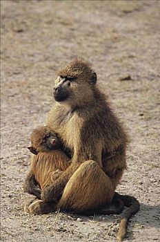 黄狒狒,安伯塞利国家公园