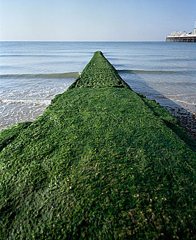 防波堤,遮盖,藻类,布莱顿,海滩,英格兰