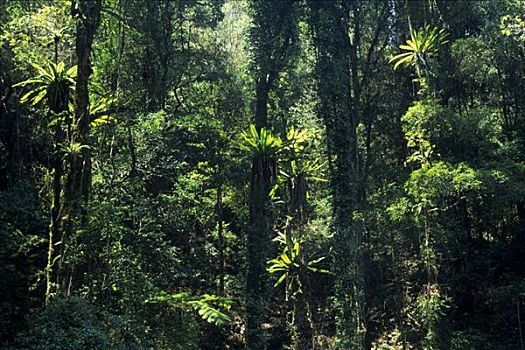 雨林,国家公园,昆士兰,澳大利亚