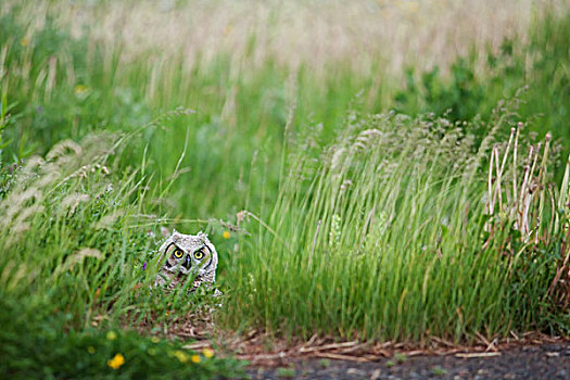 大雕鸮,草,桑德贝,安大略省,加拿大