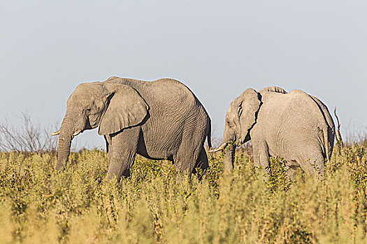 非洲,灌木,大象,埃托沙国家公园,纳米比亚