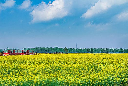 江苏省兴化市垛田油菜花自然生态景观