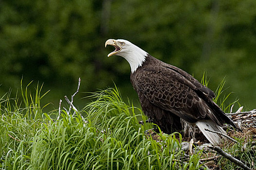 白头鹰,防护,鸟窝,湾,卡特麦国家公园,西南方,阿拉斯加,夏天