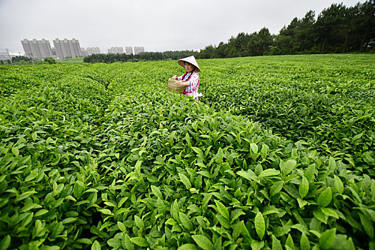 江西金溪,茶旅融合醉游人