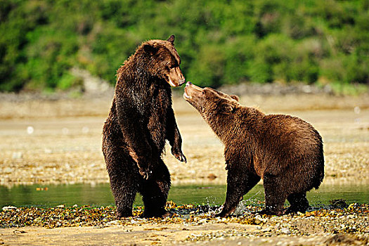 两个,棕熊,打闹,相互,卡特麦国家公园,阿拉斯加
