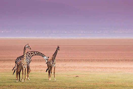 长颈鹿,湖,国家公园,坦桑尼亚