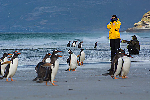 福克兰群岛,岛屿,旅游,巴布亚企鹅