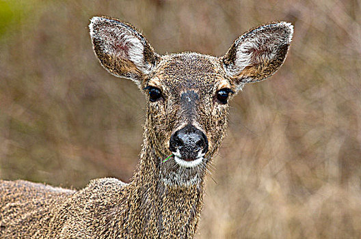 雌性,长耳鹿,鹿,骡鹿,维多利亚,温哥华岛,不列颠哥伦比亚省,加拿大