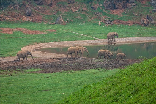 大象,阿多大象国家公园,南非
