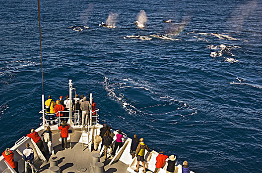 旅游,看,鳍鲸,长须鲸,游船,海岸,南乔治亚,福克兰群岛