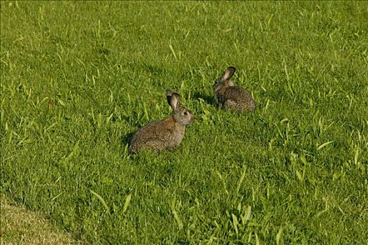 欧洲兔,兔豚鼠属