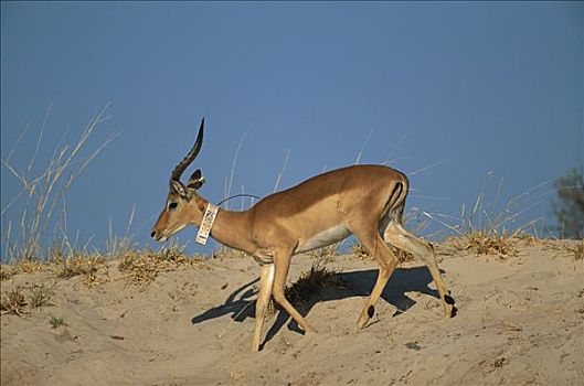 黑斑羚,追踪,乔贝国家公园,博茨瓦纳