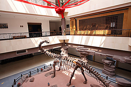 浙江省东阳市博物馆恐龙化石