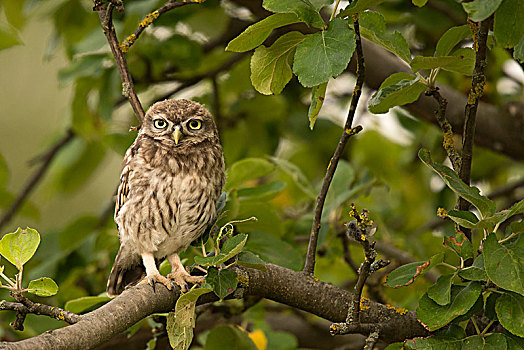 小鸮,小鴞,坐,树,看,莱茵兰普法尔茨州,德国,欧洲