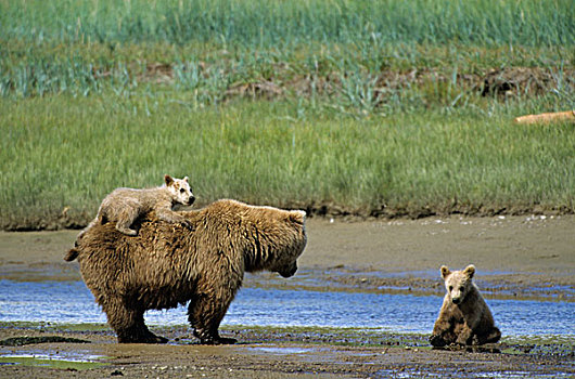 褐色,熊,幼兽,背影,旁侧,哈罗海湾,海峡,阿拉斯加,美国