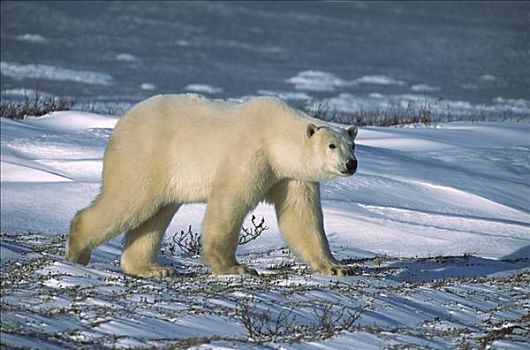 北极熊,幼小,走,苔原,冰,边缘,丘吉尔市,曼尼托巴,加拿大