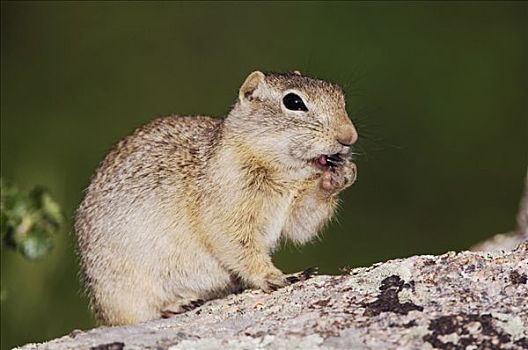 怀俄明,地松鼠,成年,岩石上,落基山国家公园,科罗拉多,美国