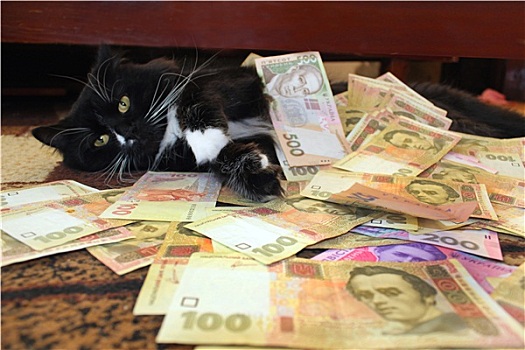 猫,躺着,地毯,乌克兰人,钱