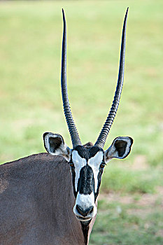 南非大羚羊,羚羊,卡拉哈迪大羚羊国家公园,北开普,南非,非洲