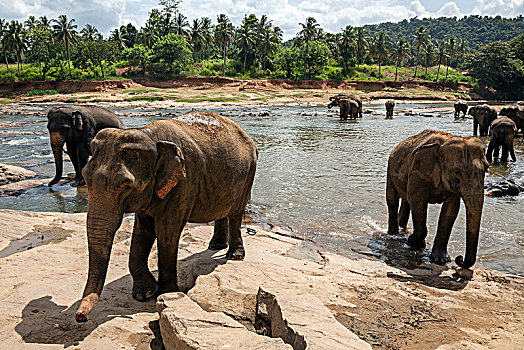 亚洲,东方,大象,象属,浴,河,动物收容院,中央省,斯里兰卡