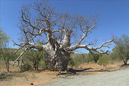 树,猴面包树,西澳大利亚,澳大利亚